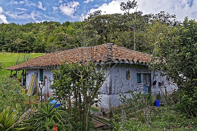 colombia, finca, santa elena, medellín, nature, landscape, trees, forest green, heaven, clouds, colombia, colombia, colombia, colombia, colombia, finca, finca, finca, finca, finca