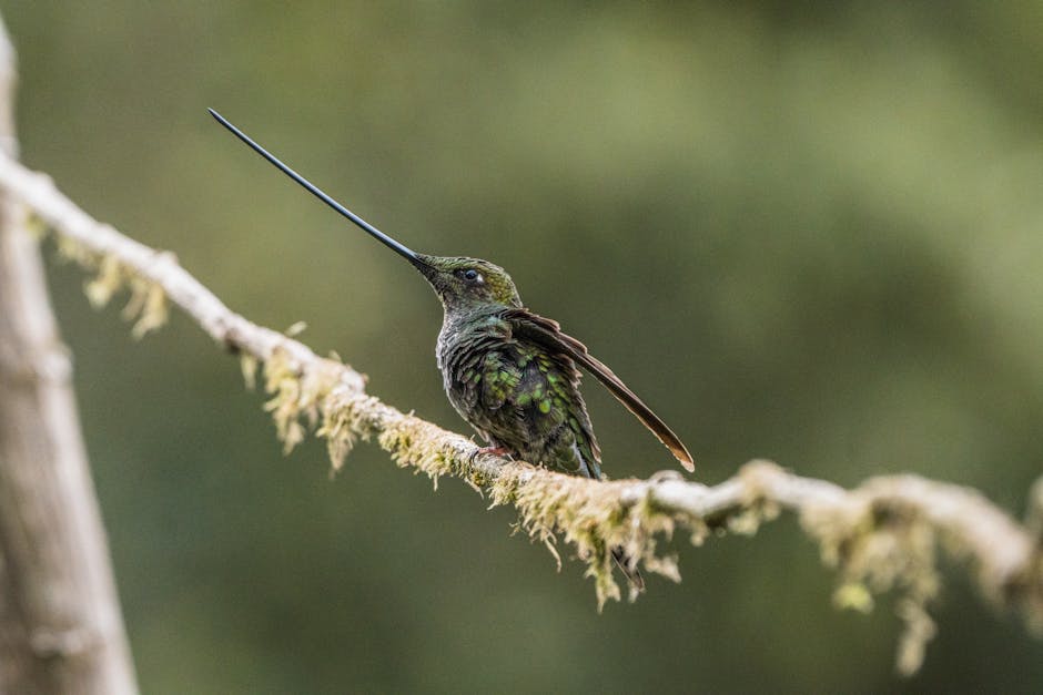 A Green-Fronted Lancebill hummingbird perched on a mossy branch in Bogotá, Colombia, showcasing its elegant long bill.