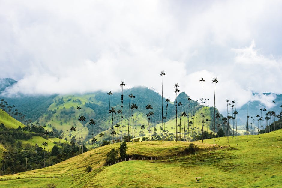 Beautiful view of the Valle de Cocora with iconic wax palms and lush green hills in Colombia.