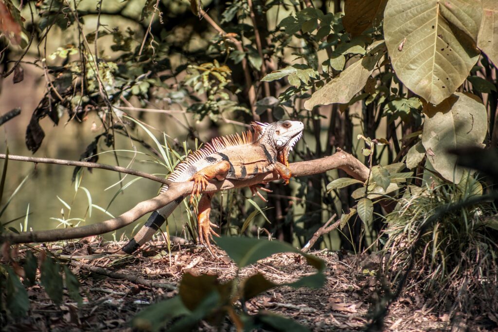 Close-up of a green iguana perched on a branch in the sunlit Colombian jungle.